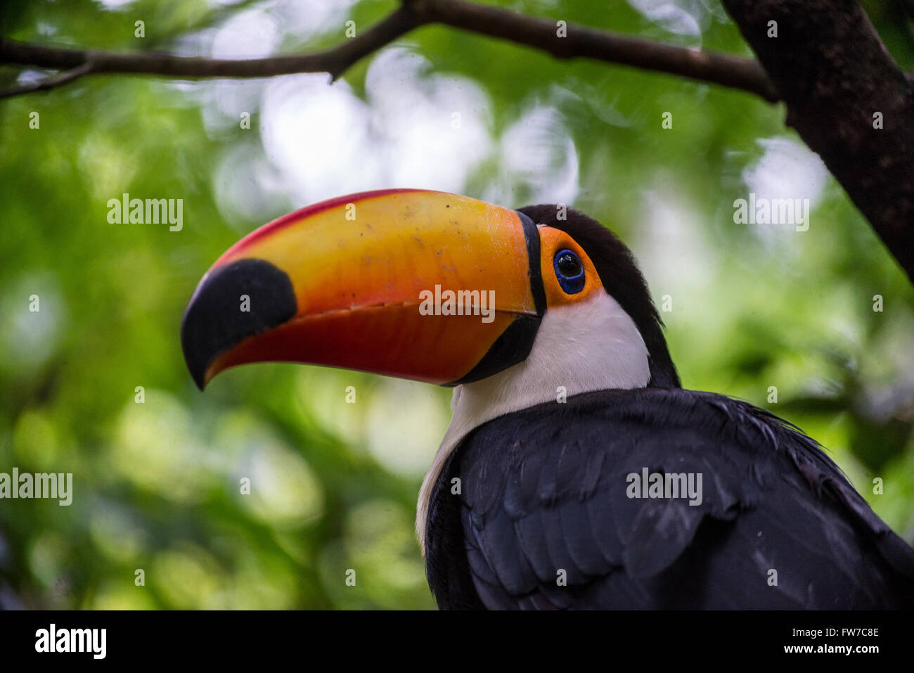 Toco toucan or common toucan, Bird Park, Foz do Iguacu, Brazil Stock Photo