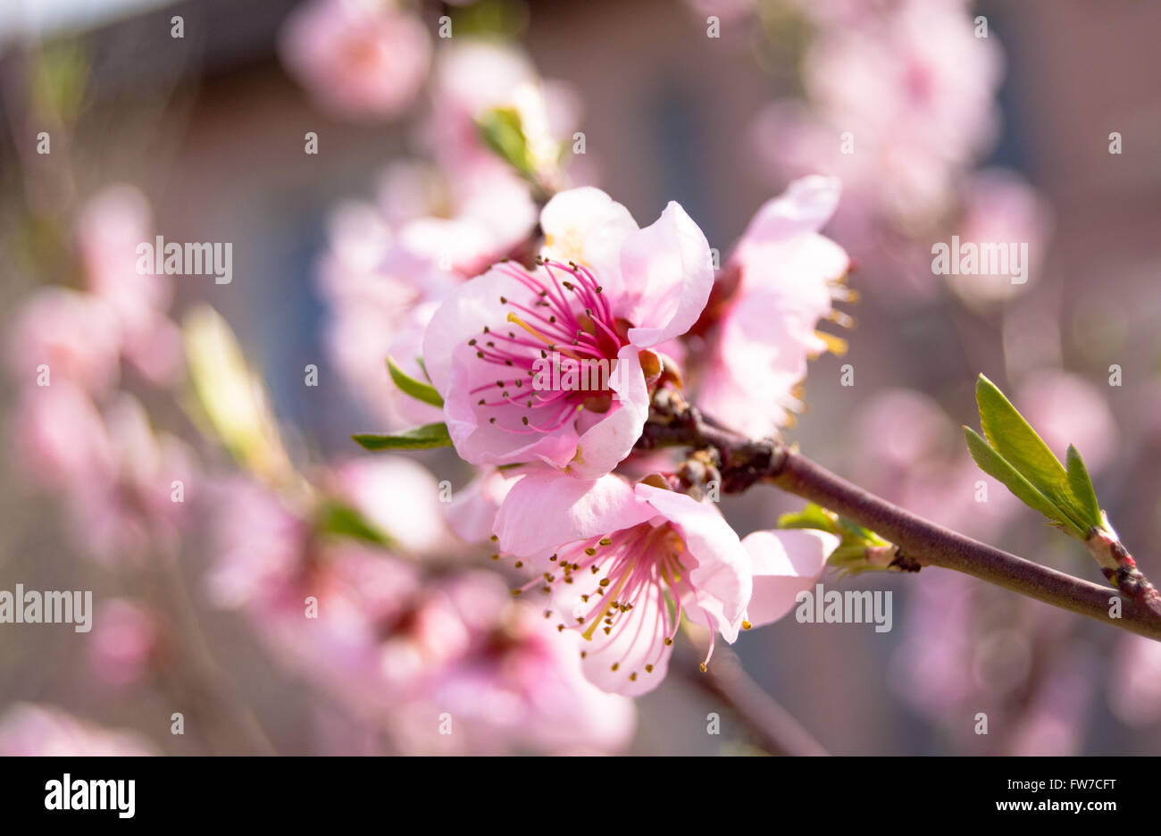 Is the most beautiful spring hi-res stock photography and images - Alamy