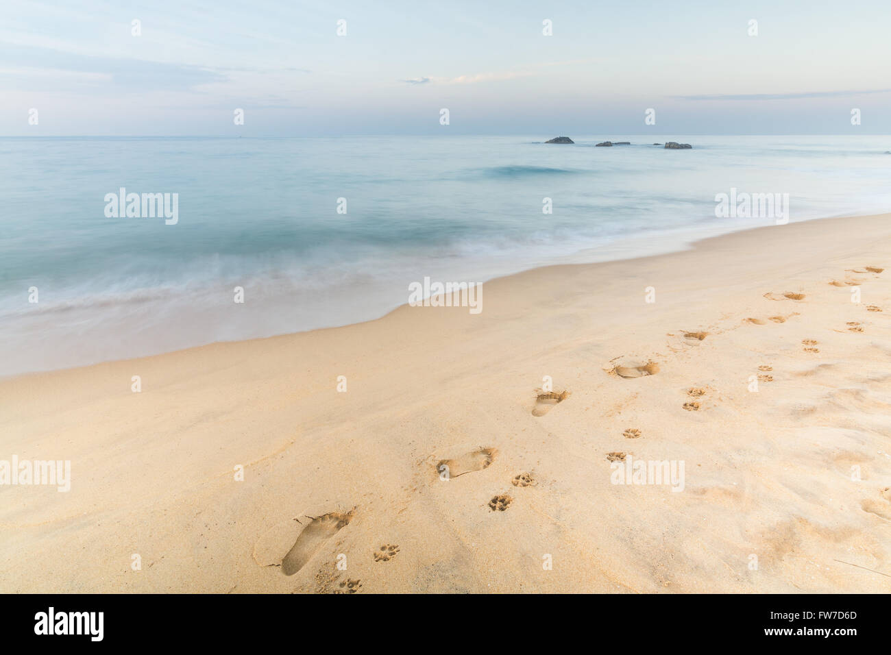 Footprints of Man and Dog on the Sand in Hikkaduwa Stock Photo
