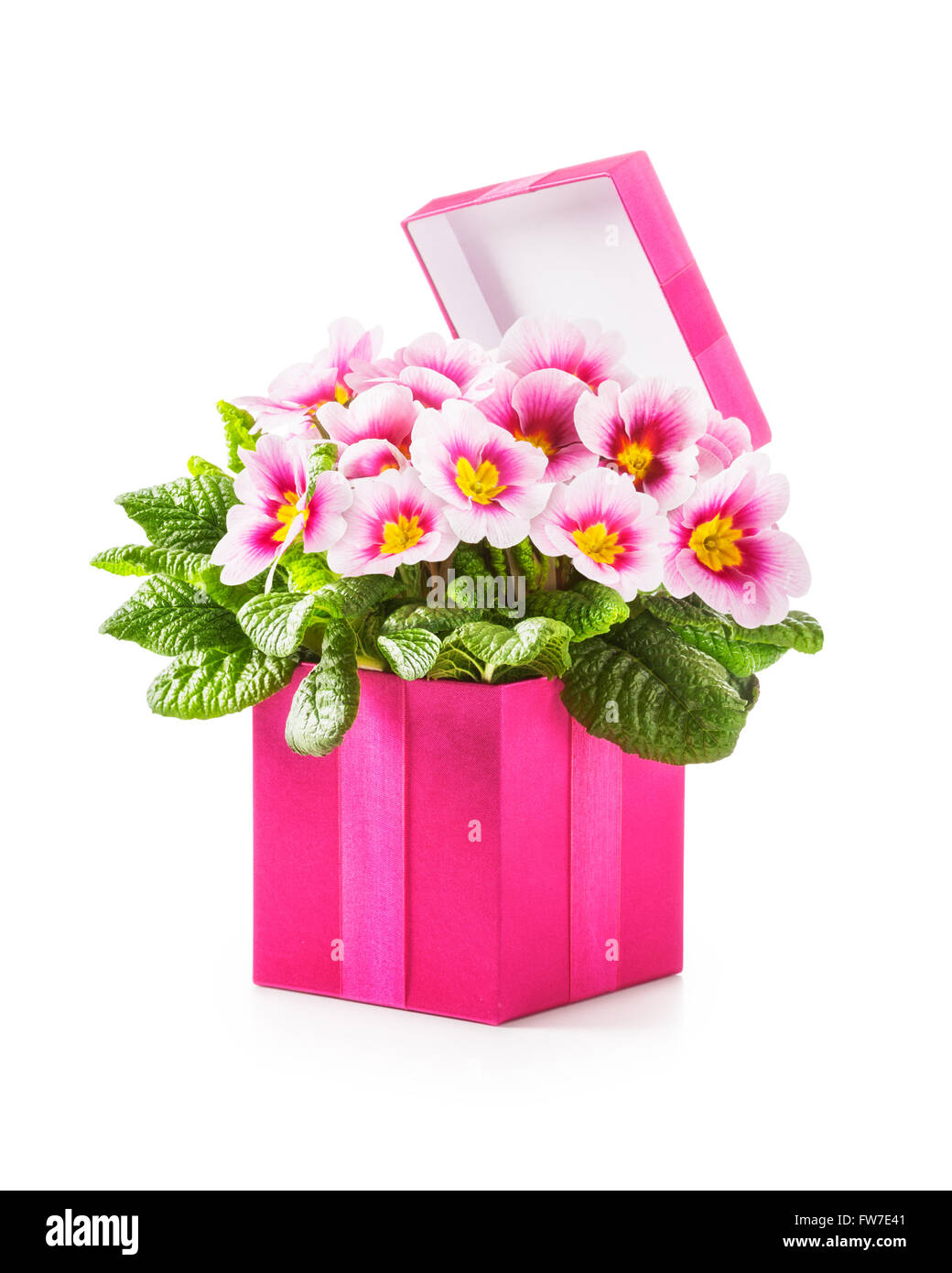 Pink gift box with primula spring flowers. Holiday present and mothers ...