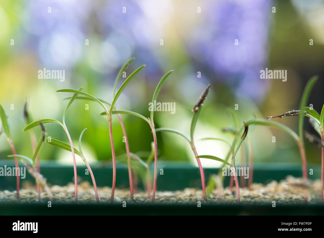 Cosmos seedlings hi-res stock photography and images - Alamy