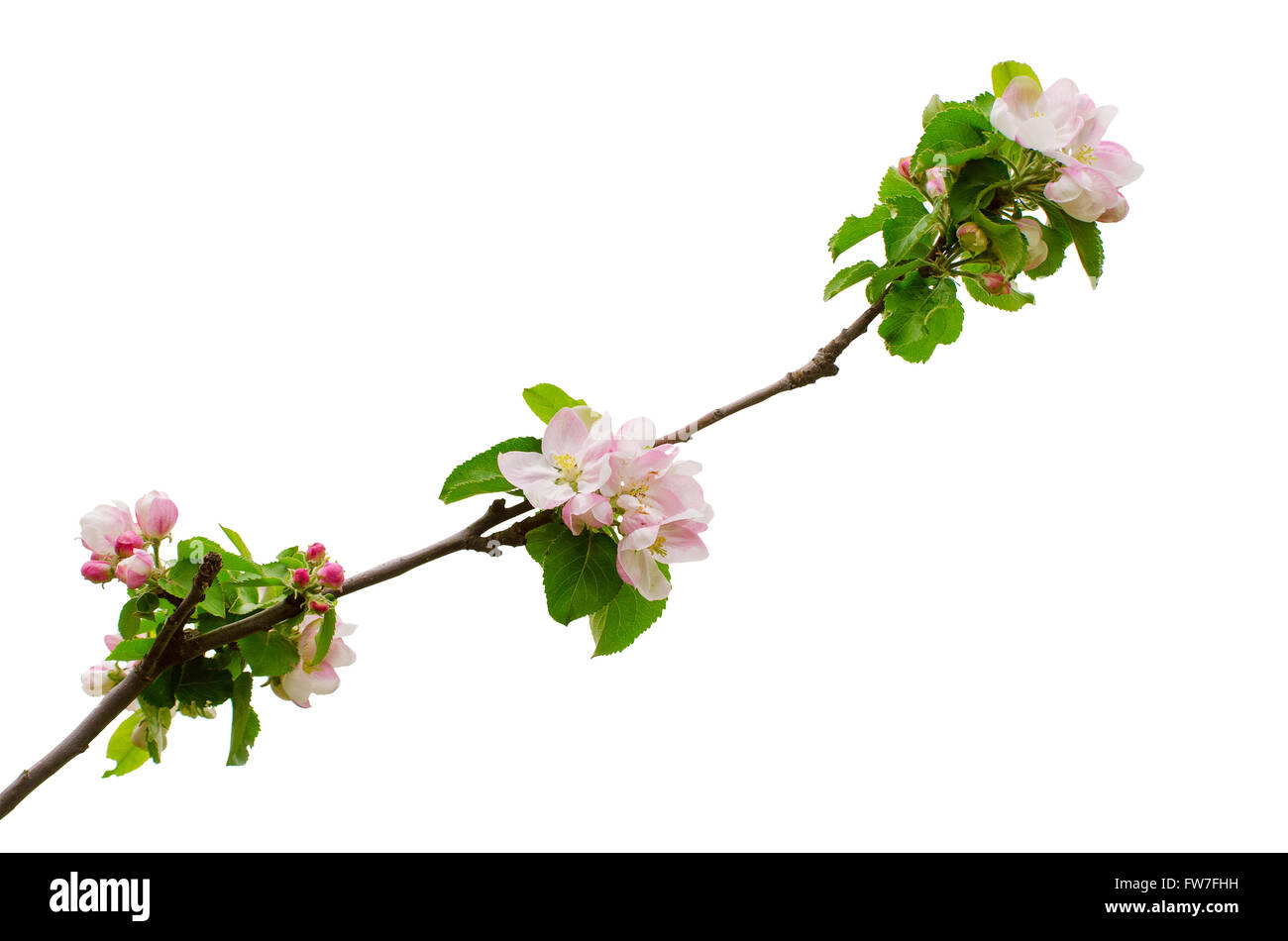 Apple flowers isolated Stock Photo