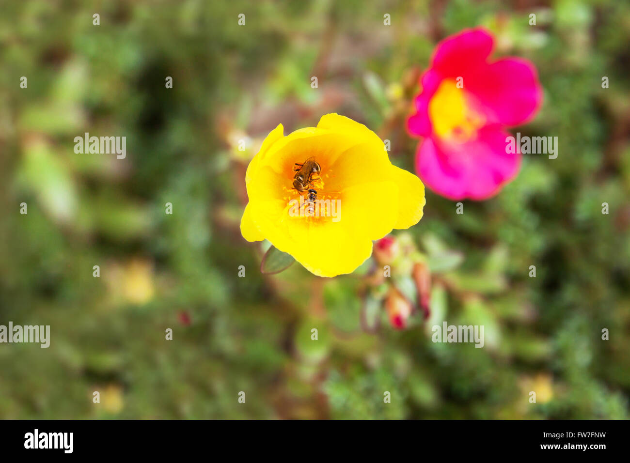 Little bee in Portulaca flower in garden Stock Photo