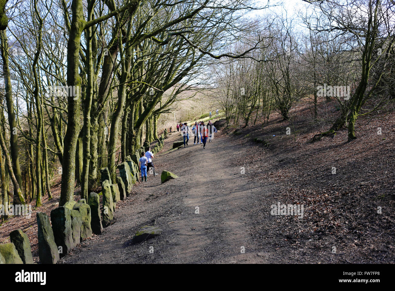 Chevin Woods, at Chevin Forest Park, Otley, West Yorkshire. Stock Photo