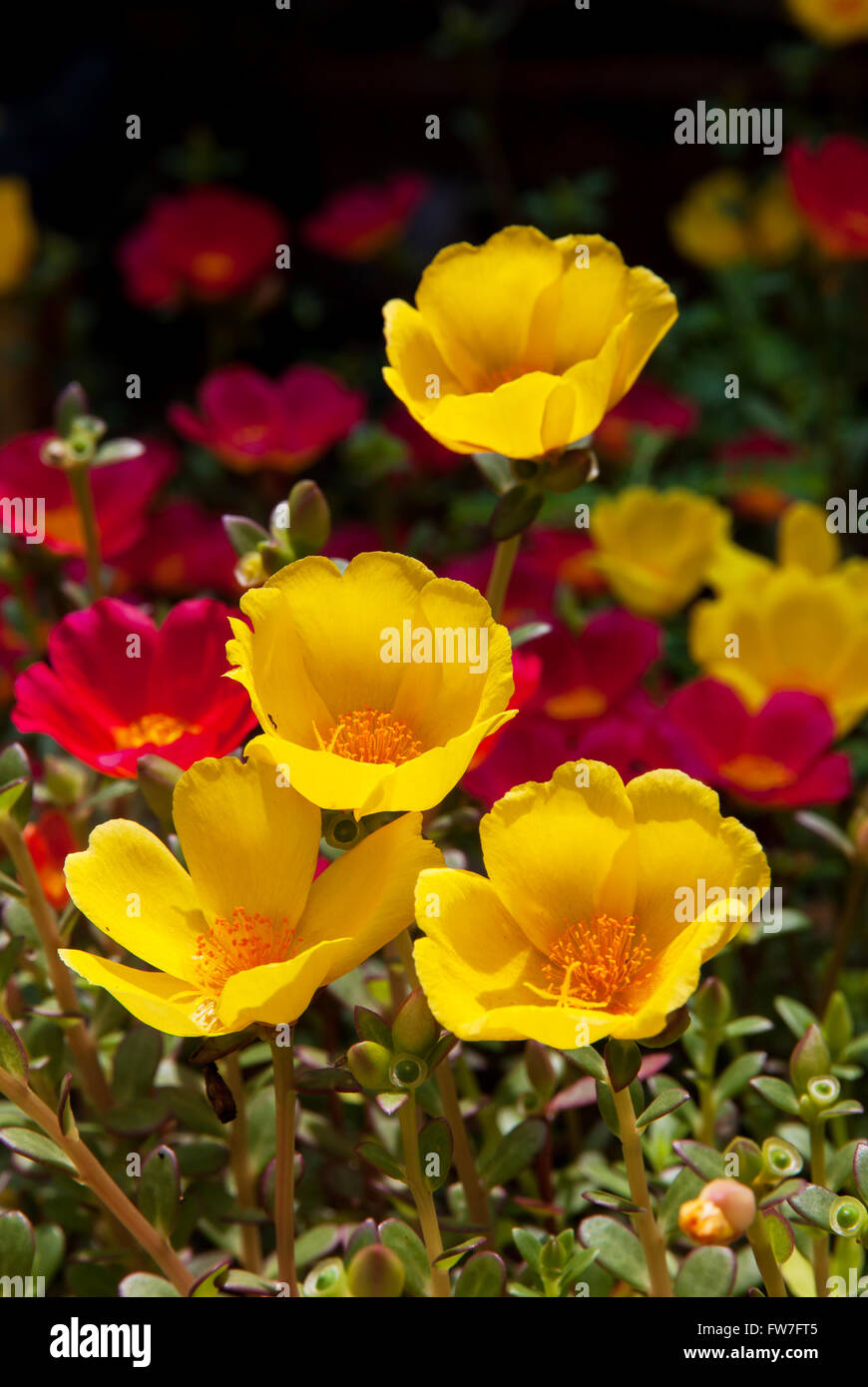 Moss Rose yellow and red color in background the garden Stock Photo