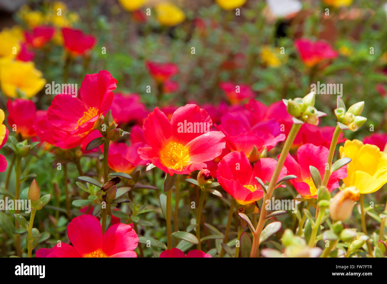 Moss Rose yellow and red color in garden Stock Photo