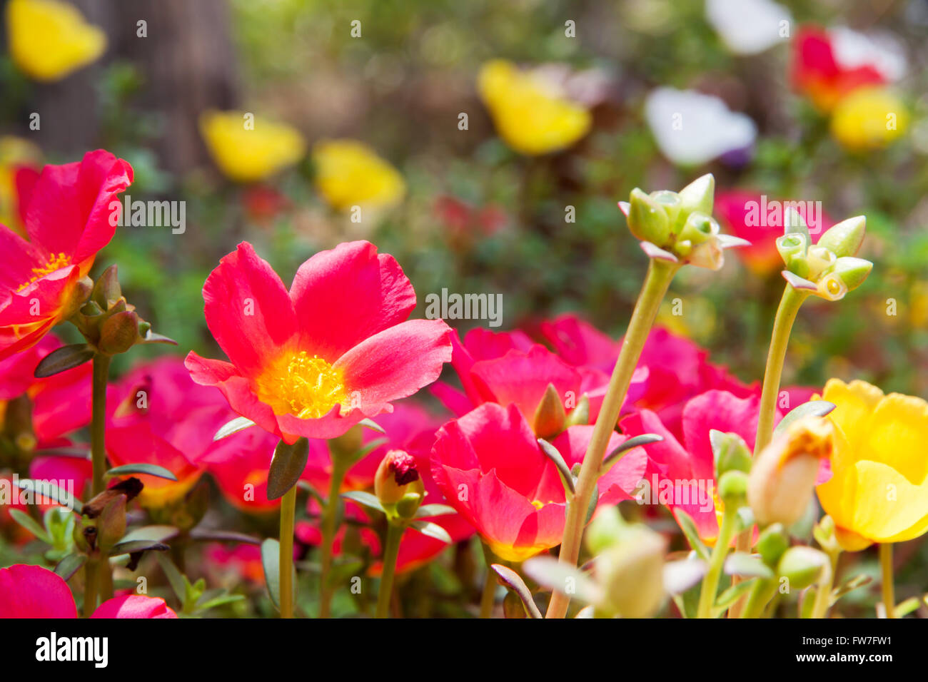 Moss Rose yellow and red color in garden Stock Photo