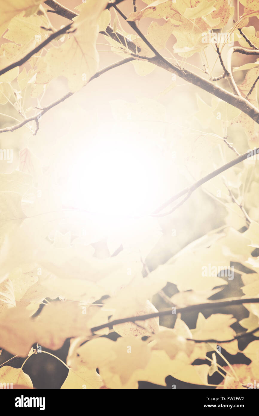 Light shining through trees hi-res stock photography and images - Alamy