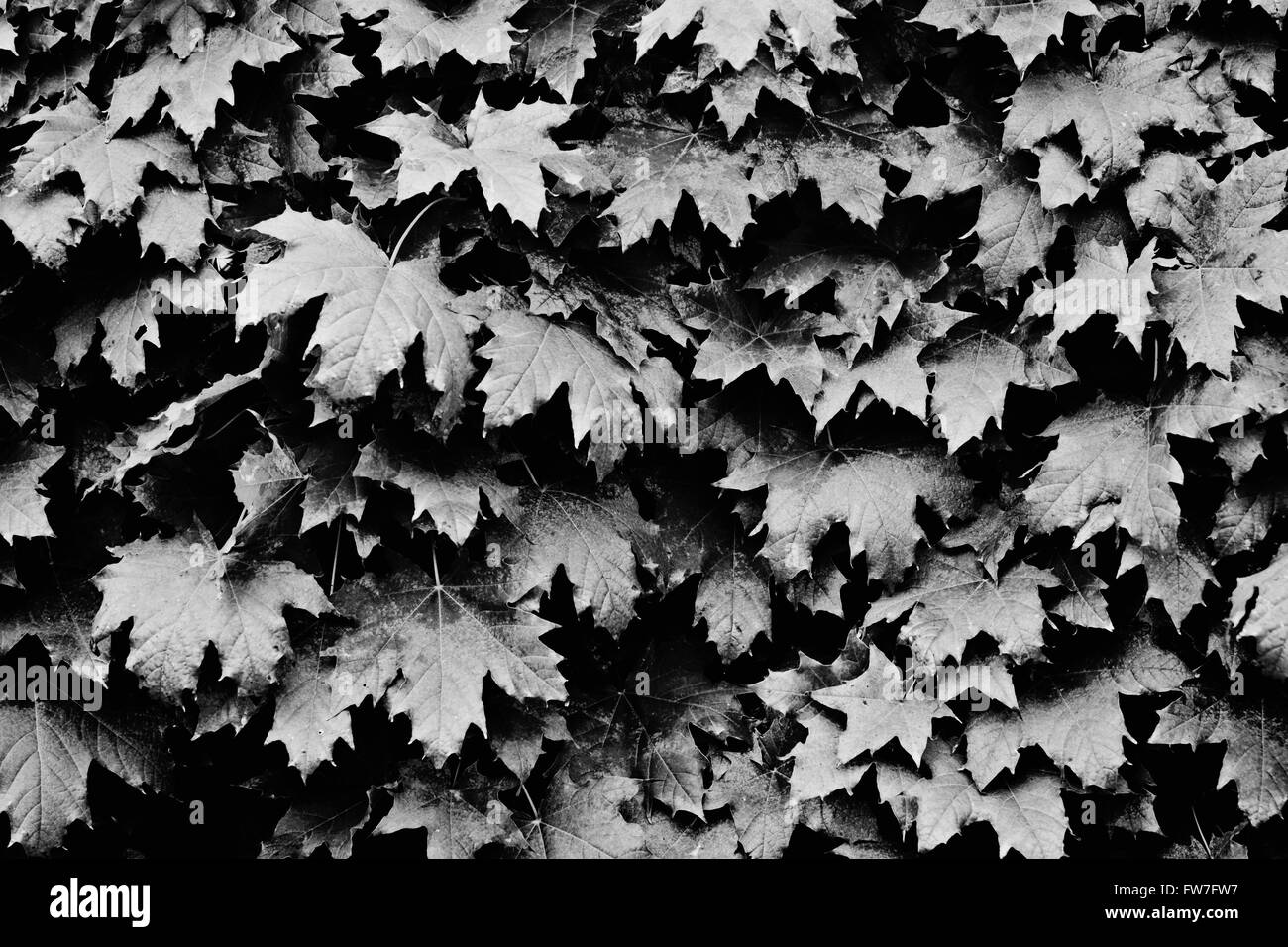 b/w leaves background Stock Photo