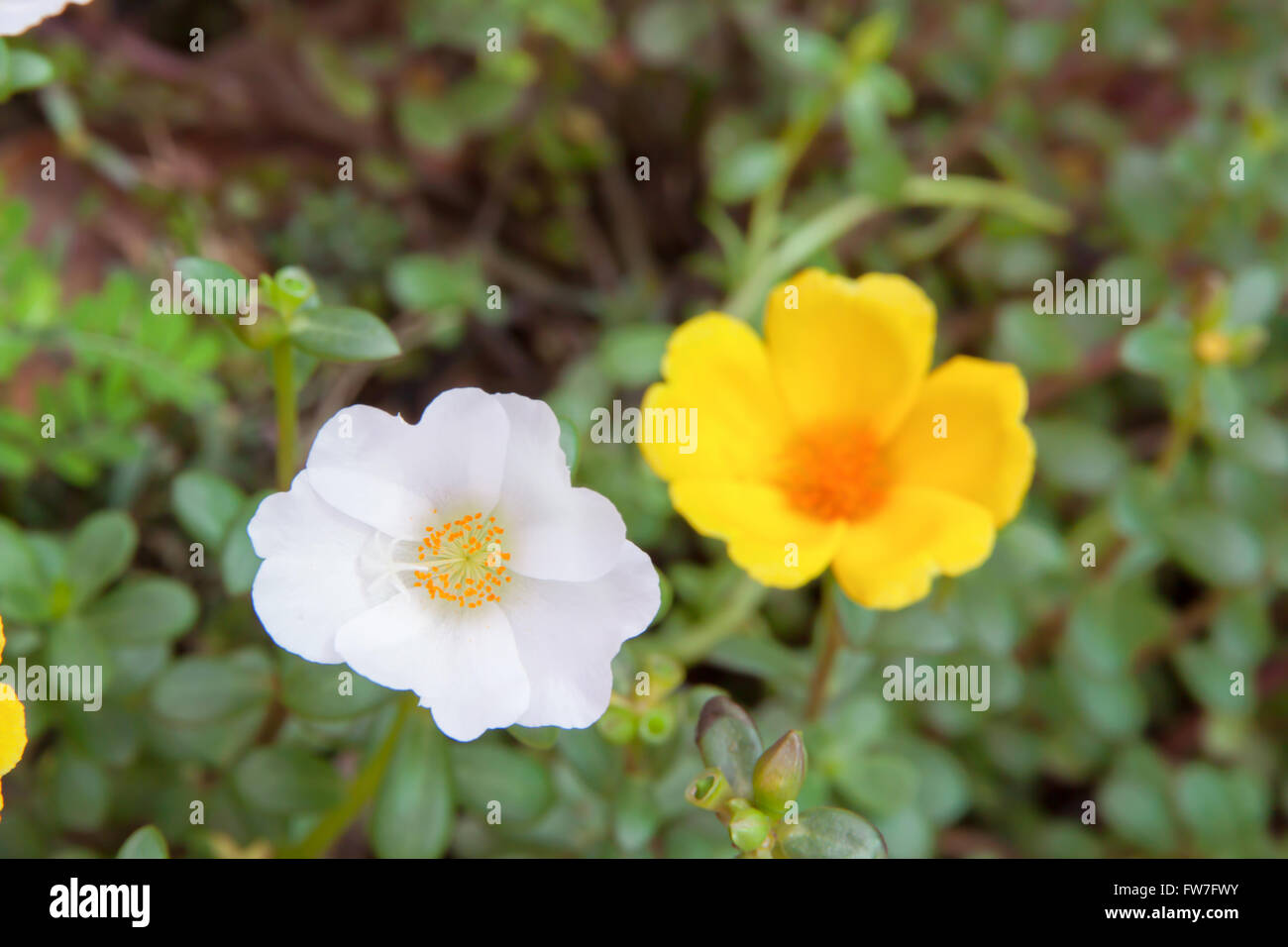 Sun Rose flower white and yellow color in garden Stock Photo