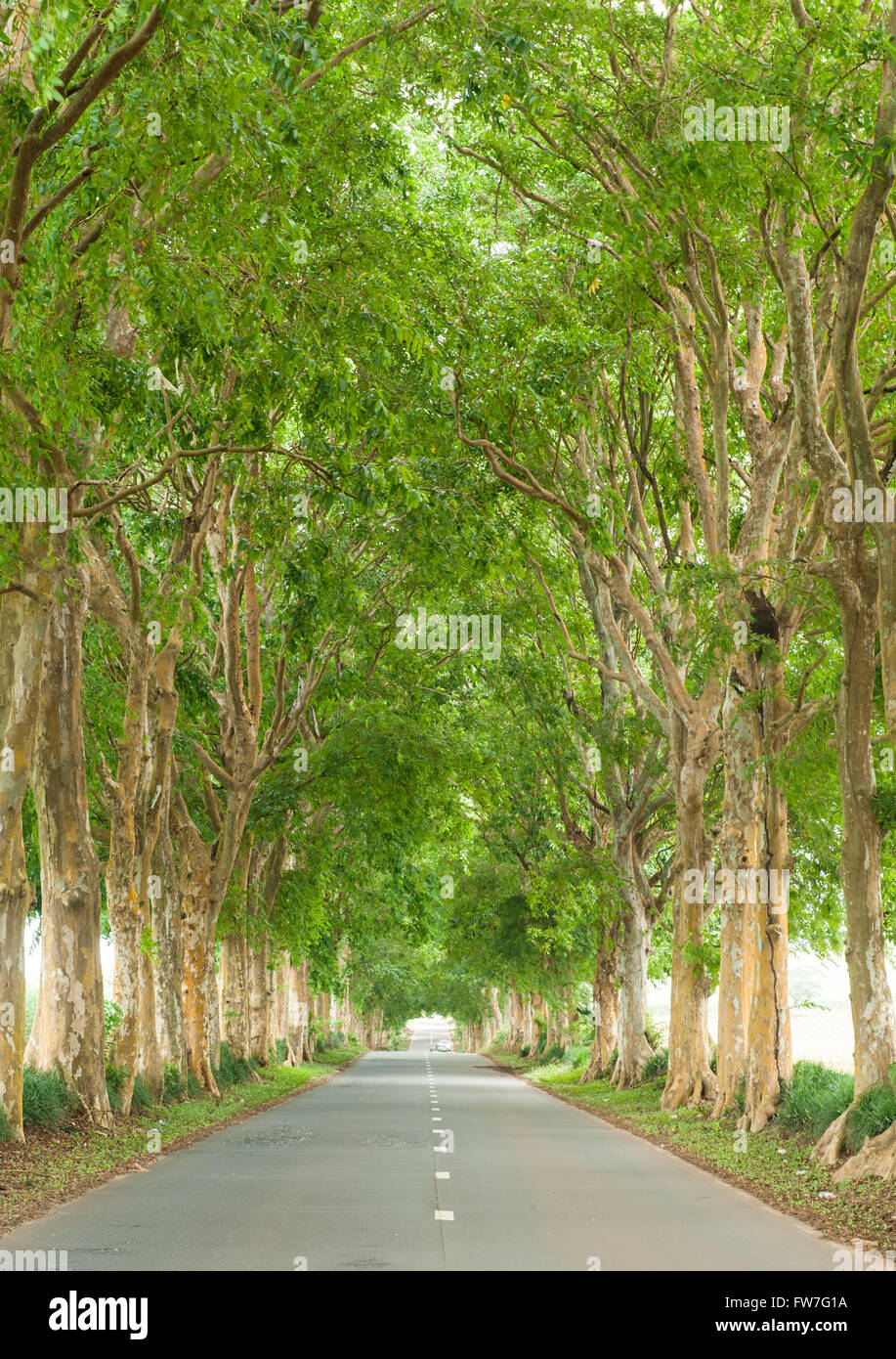 A tree lined road in Mauritius. Stock Photo