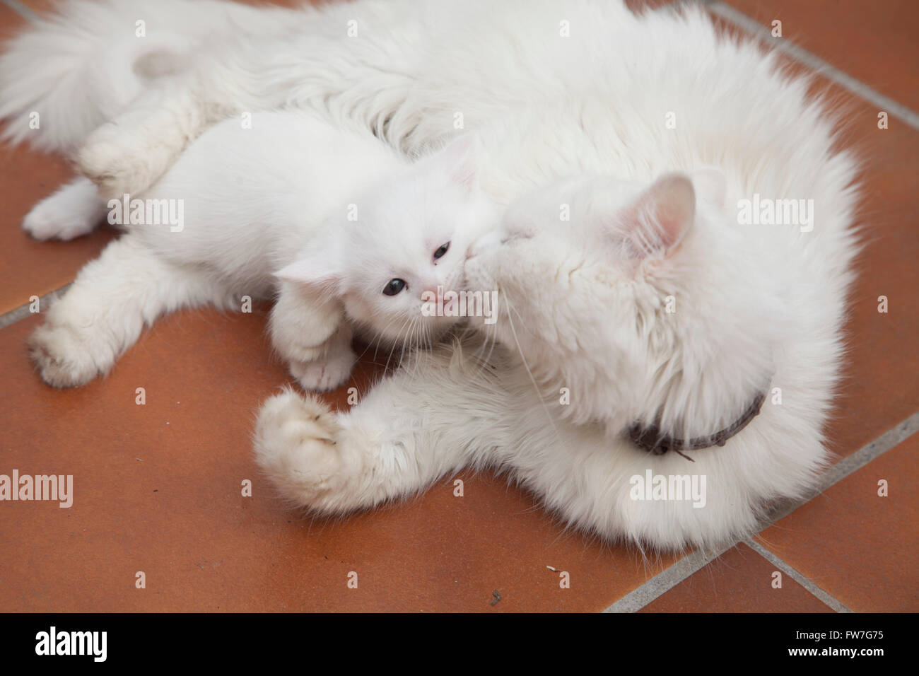 Calm puppy of white cat Stock Photo