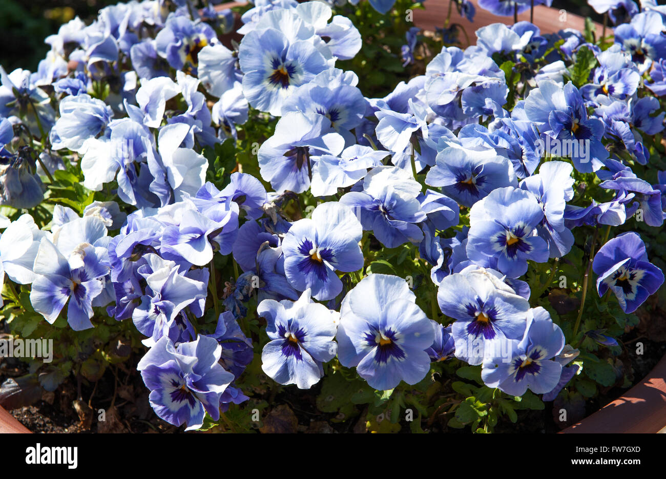 Blue flowers in the garden Latin name Viola tricolor Stock Photo