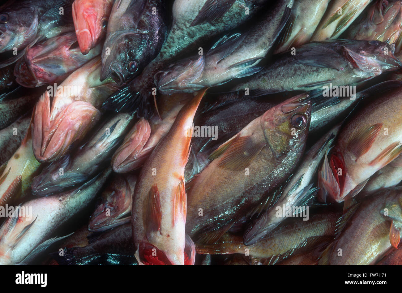 Seattle fish market catch hires stock photography and images Alamy