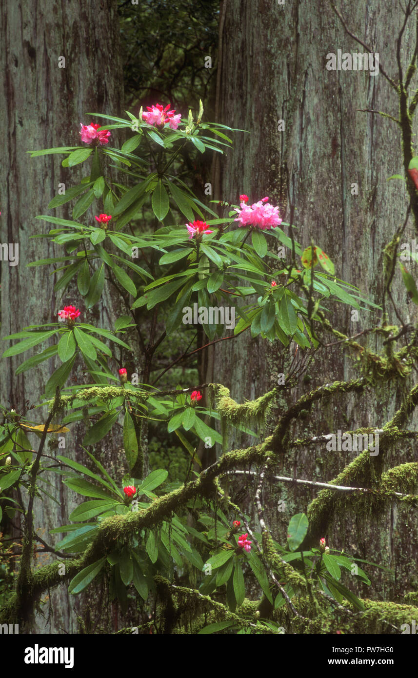Rhododendron american beauty hi-res stock photography and images - Alamy