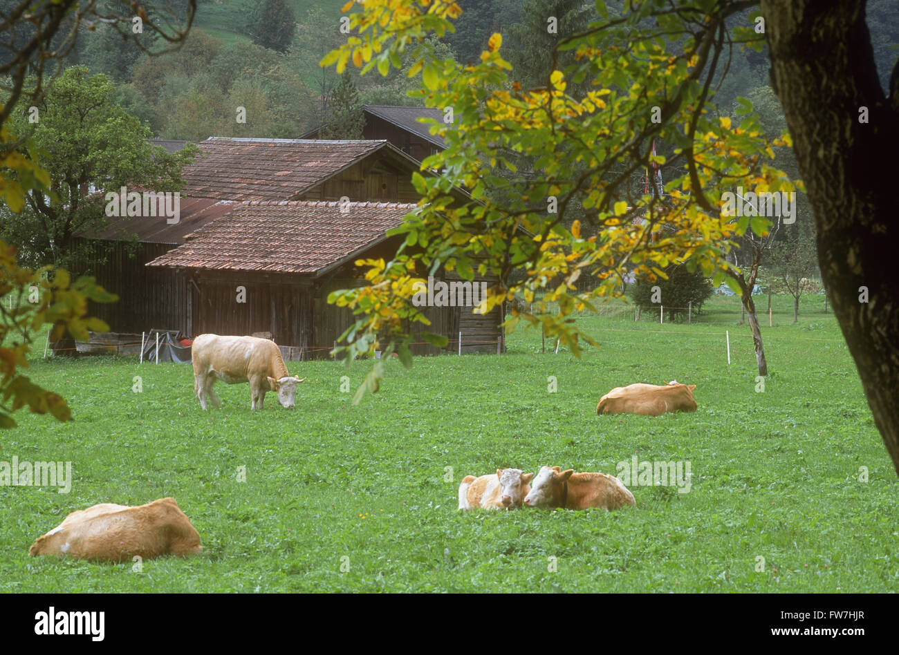 Cows in a Meadow, Lauterbrunnen, Switzerland Stock Photo