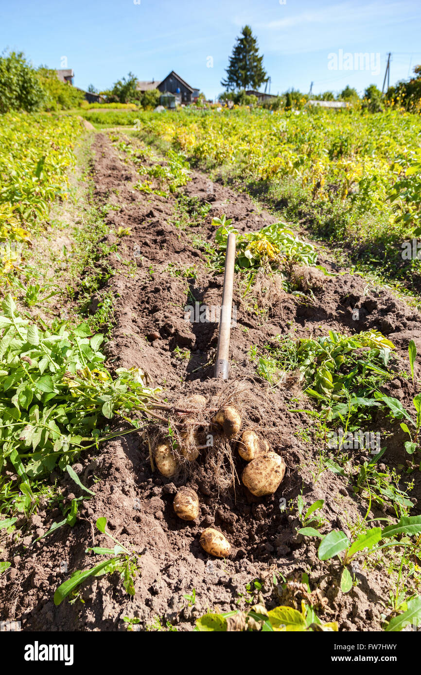 Potato Plant Ready To Harvest High Resolution Stock Photography And Images Alamy Potato Plant Ready To Harvest High Resolution Stock Photography And Images Alamy