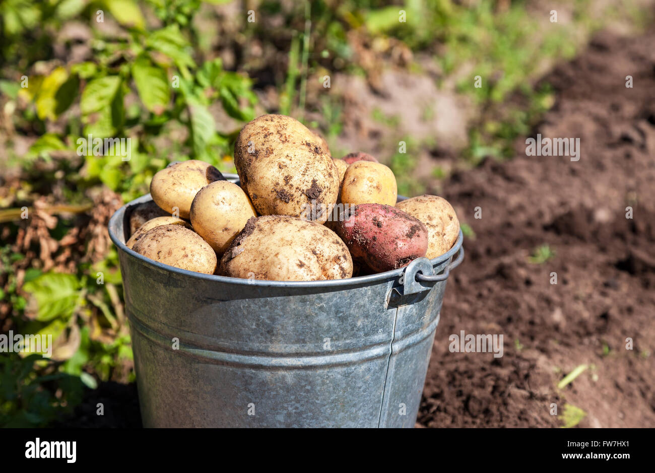 A bucket of potatoes new harvesting in the garden closeup Stock Photo