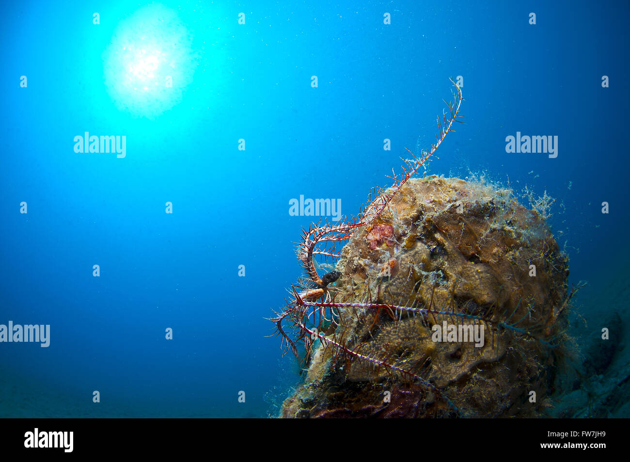 Giant shell immersed in the sand under the sea Stock Photo - Alamy