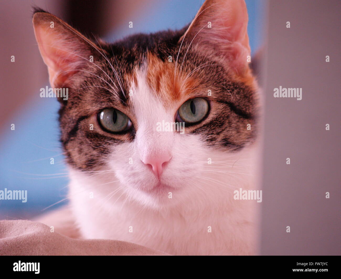 I love cats hi-res stock photography and images - Alamy