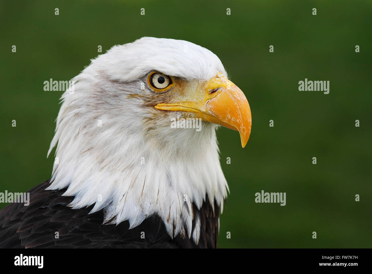 Bald Eagle (Haliaeetus leucocephalus) head portrait (captive) Stock Photo