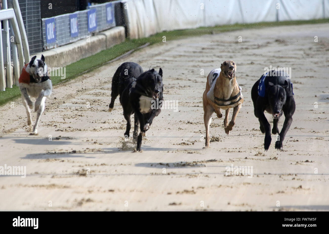Page 2 Greyhound Stadium High Resolution Stock Photography And Images Alamy