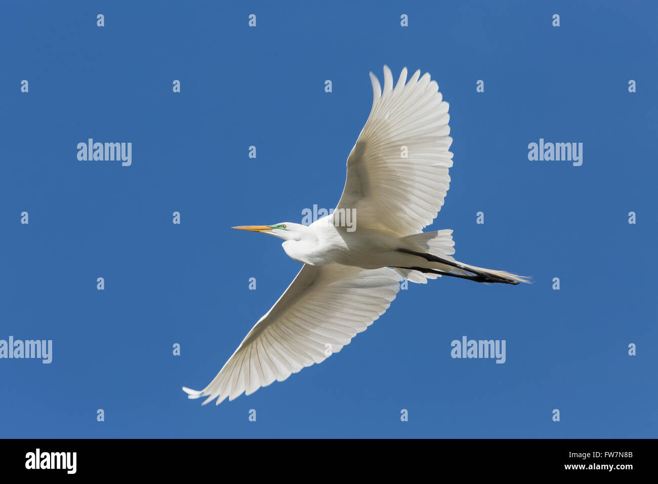 Great egret (Casmerodius albus) in flight Stock Photo
