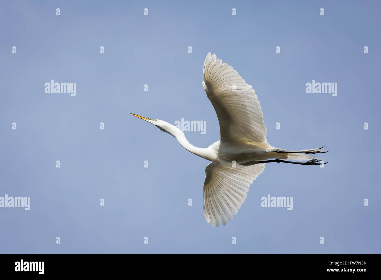Great egret (Casmerodius albus) in breeding plumage in flight Stock Photo