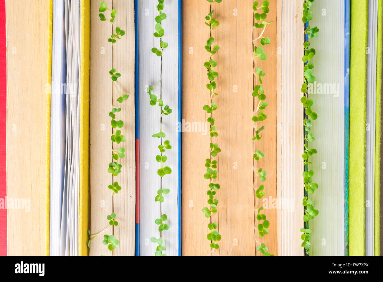 Green plants  growing in books signifying knowledge, wisdom, learning and new ideas Stock Photo