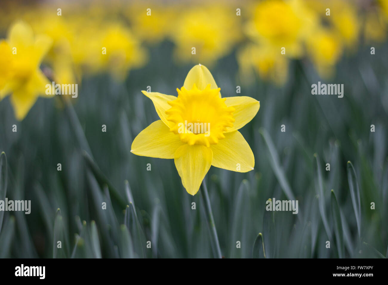 blooming yellow narcissus, jonquil flower standing out of daffodil flowerbed Stock Photo