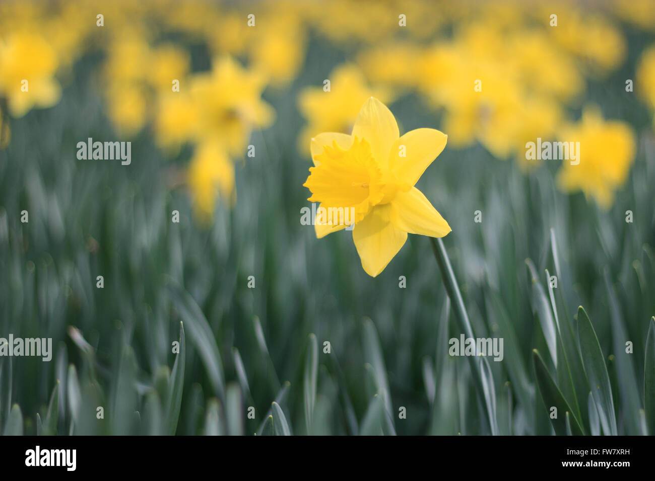 blooming yellow daffodil flowers / narcissus in early spring Stock Photo