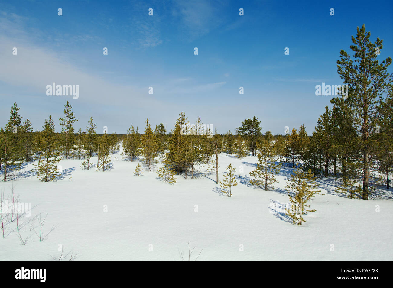 Pinega District Russia Spring Taiga Forest And Marsh Stock Photo Alamy