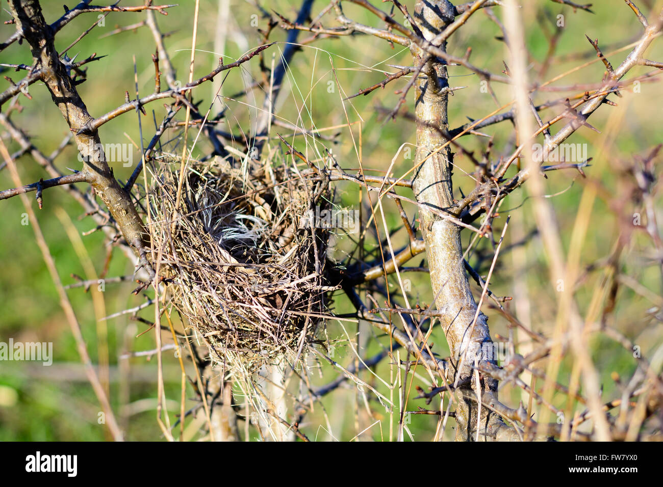 Nest of birds in the woods made inside on bush Stock Photo Alamy