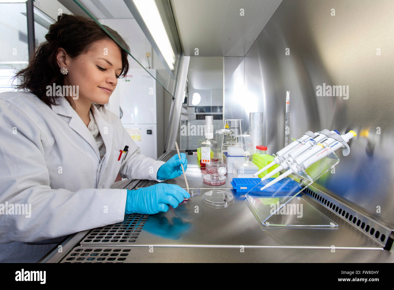 Scientist in a laboratory during pipetting. Stock Photo