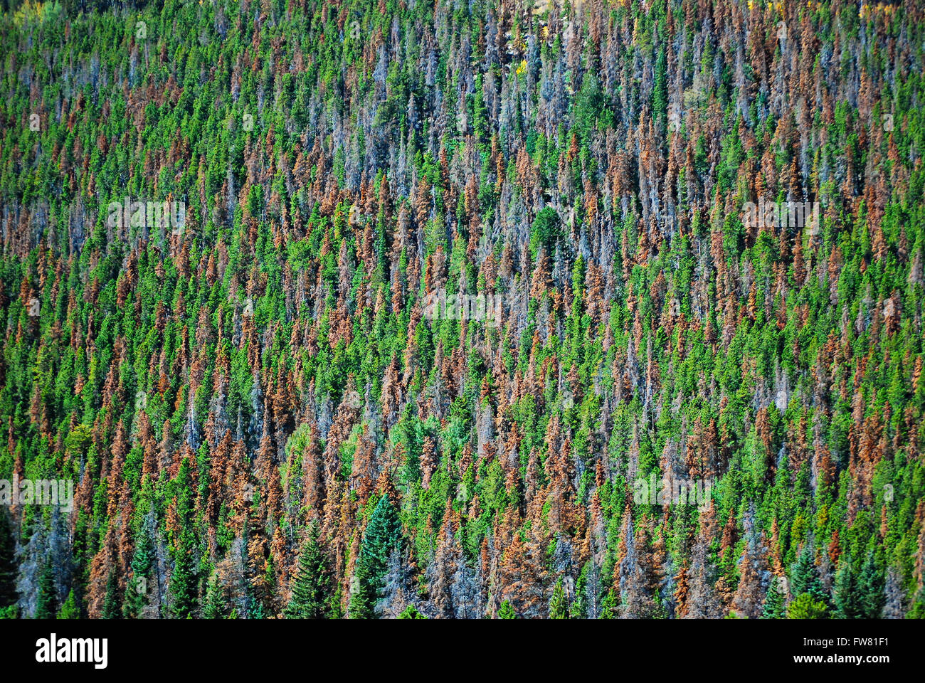 Dead brown and grey whitebark pine trees dominate a mountainside from ...