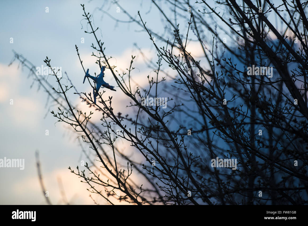 A quadcopter or drone stuck in a tree after a crash Stock Photo Alamy