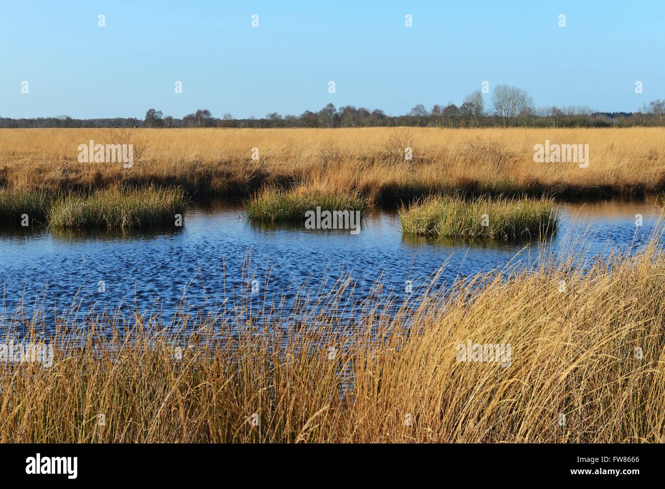 Dark blue slightly wavy water amidst the great conservation area Ewiges Meer in East Frisia, 4 December 2015 Stock Photo