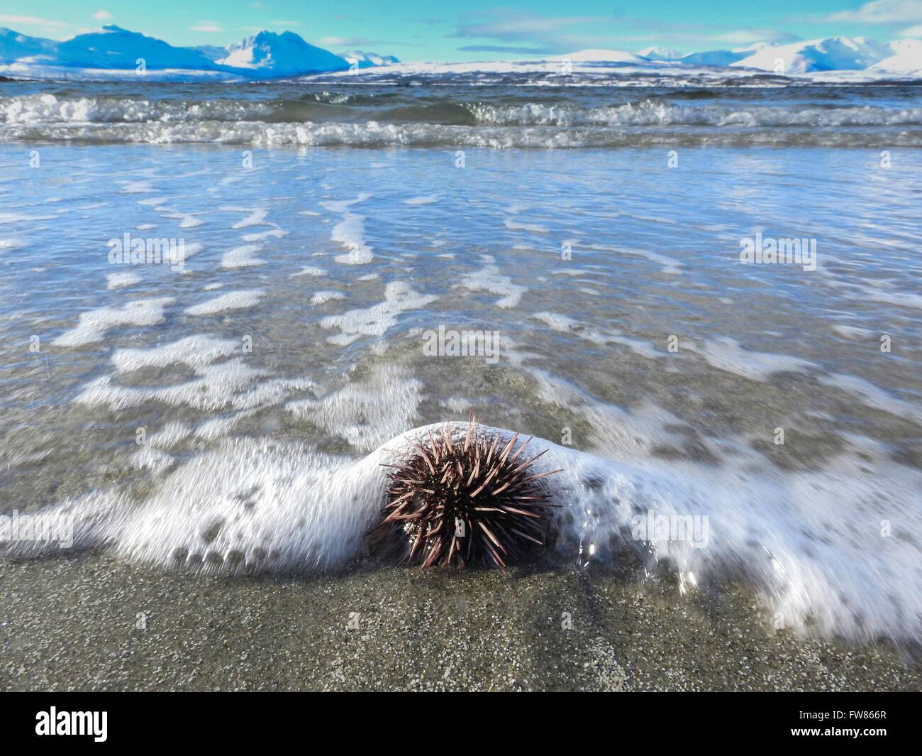 Sea Urchin on beach, march 2016 Stock Photo