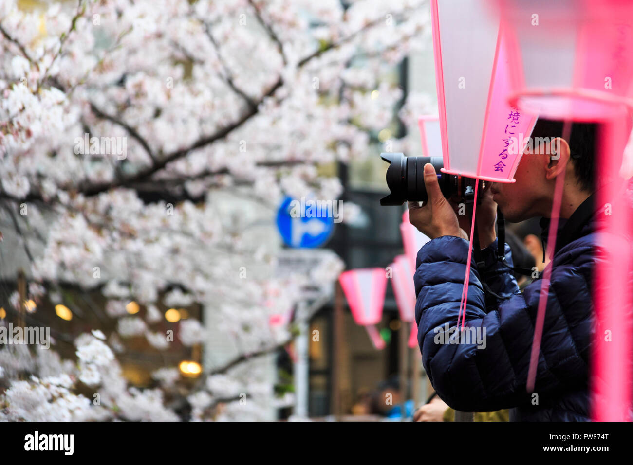 Tokyo, Japan. 1st April, 2016. A man takes pictures of the cherry ...