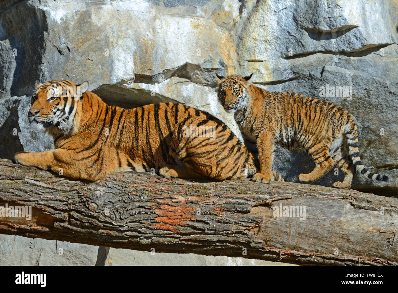 Hinterindischer Tiger (Panthera tigris corbetti) Weibchen mit Jungtier, Tierpark Berlin, Deutschland, Europa Stock Photo