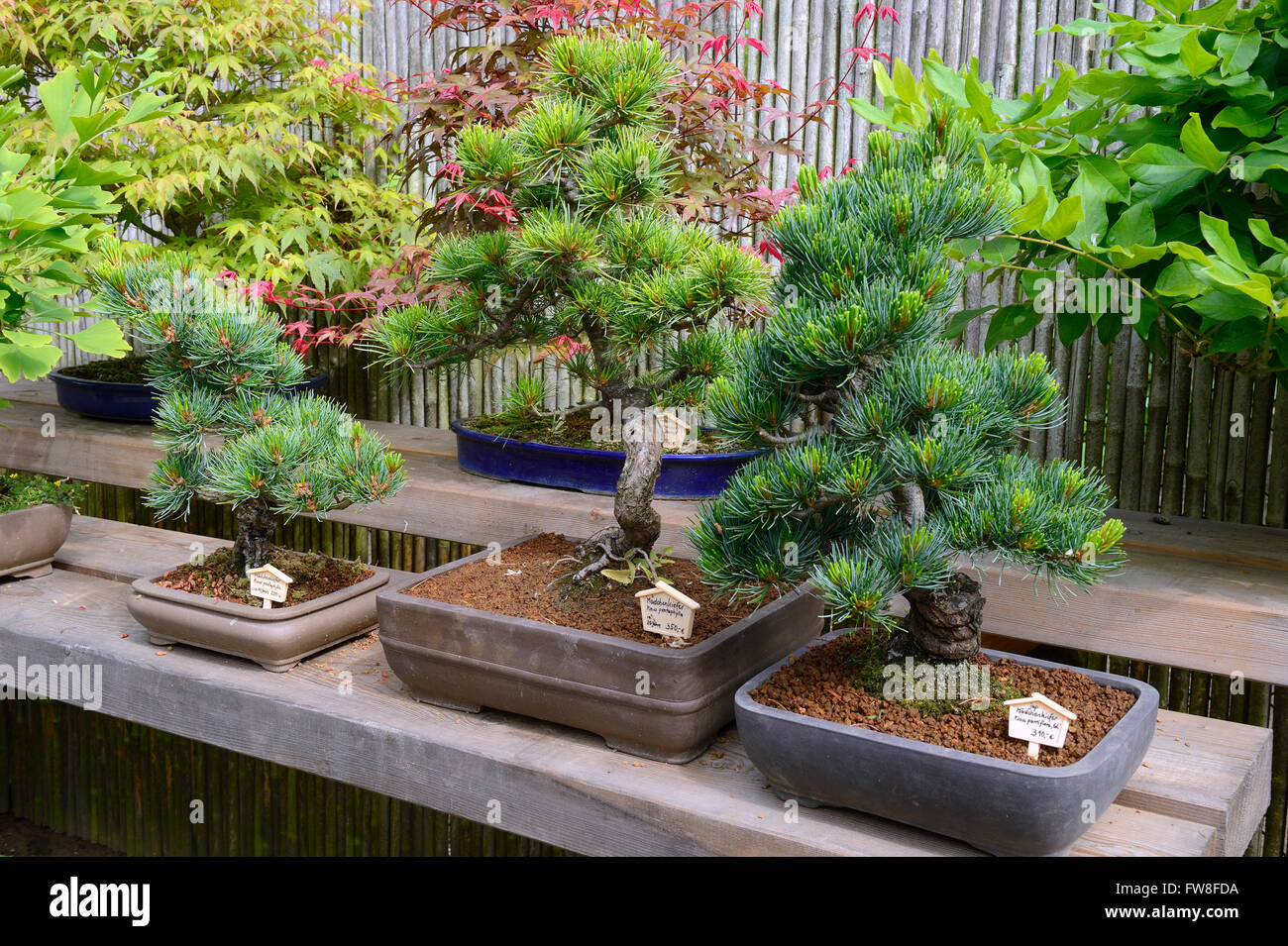 Maedchenkiefer (Pinus pentaphylla), Bonsai Stock Photo