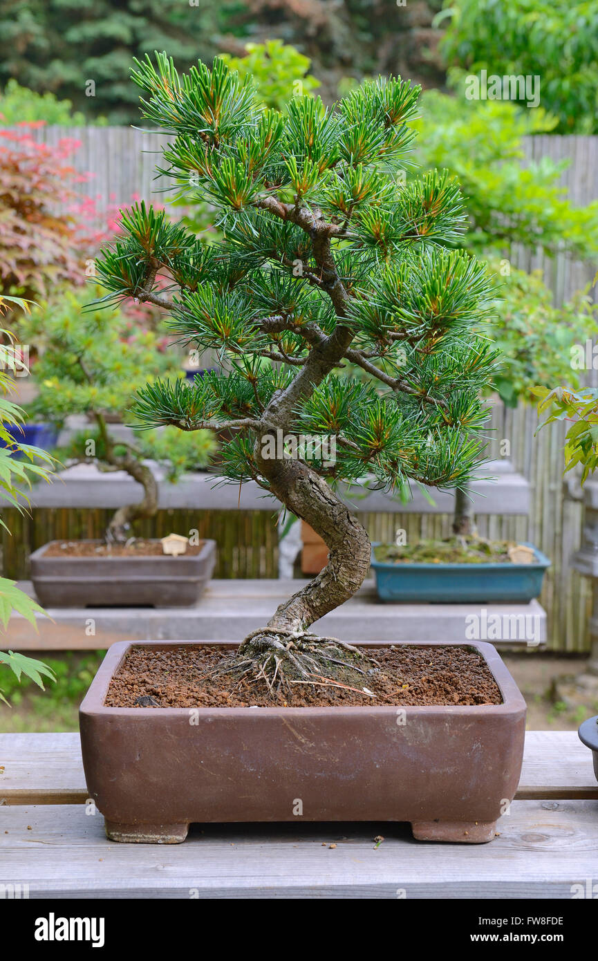 Maedchenkiefer (Pinus pentaphylla), Bonsai Stock Photo