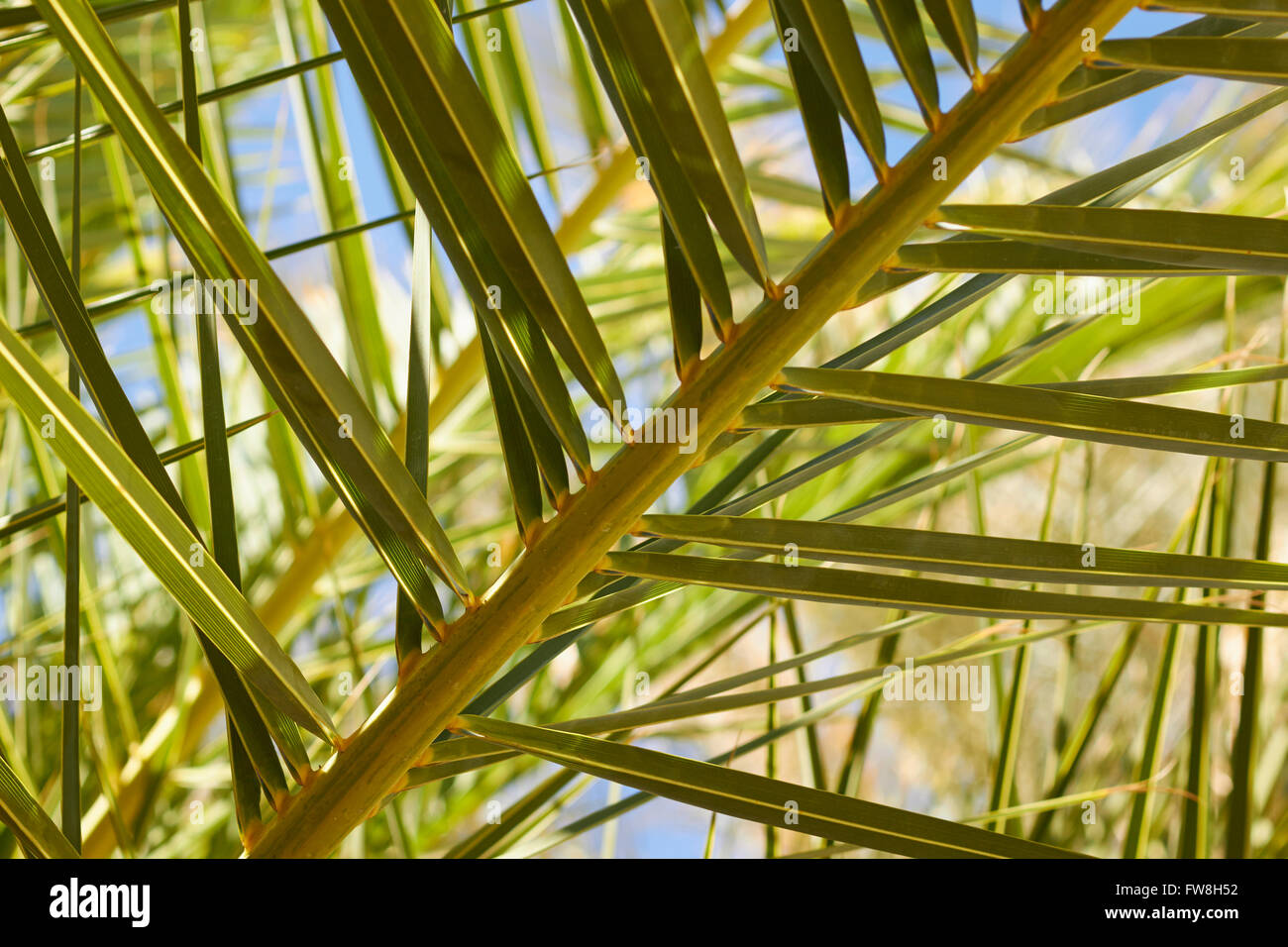 Date palm fronds, China Ranch Date Farm, Tecopa, California, USA Stock Photo