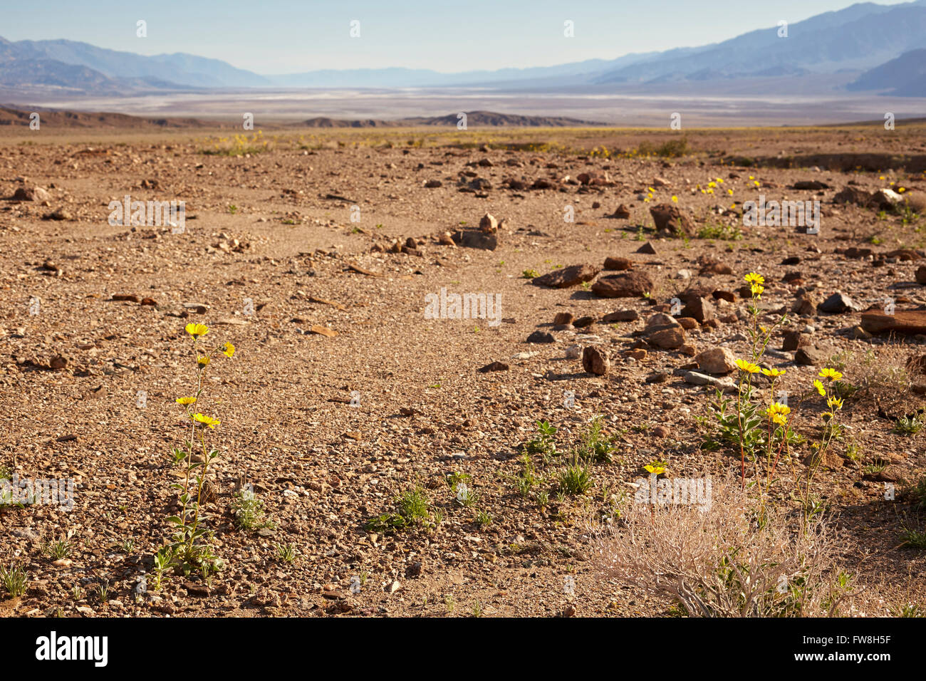 Blooming Spring flowers, Distant panoramic view, Death Valley