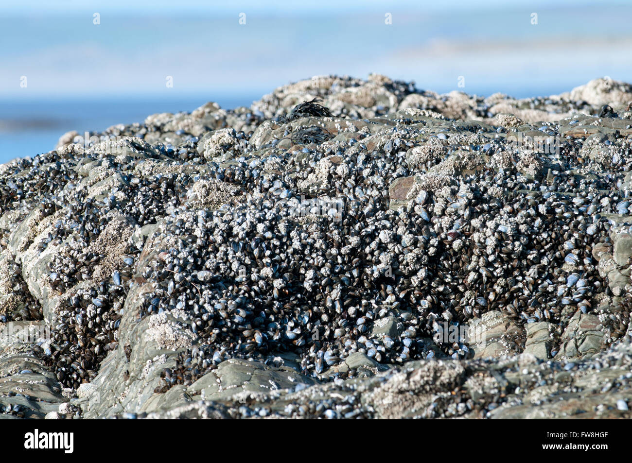 Mussels on a rock at the beach ready to pick Stock Photo Alamy