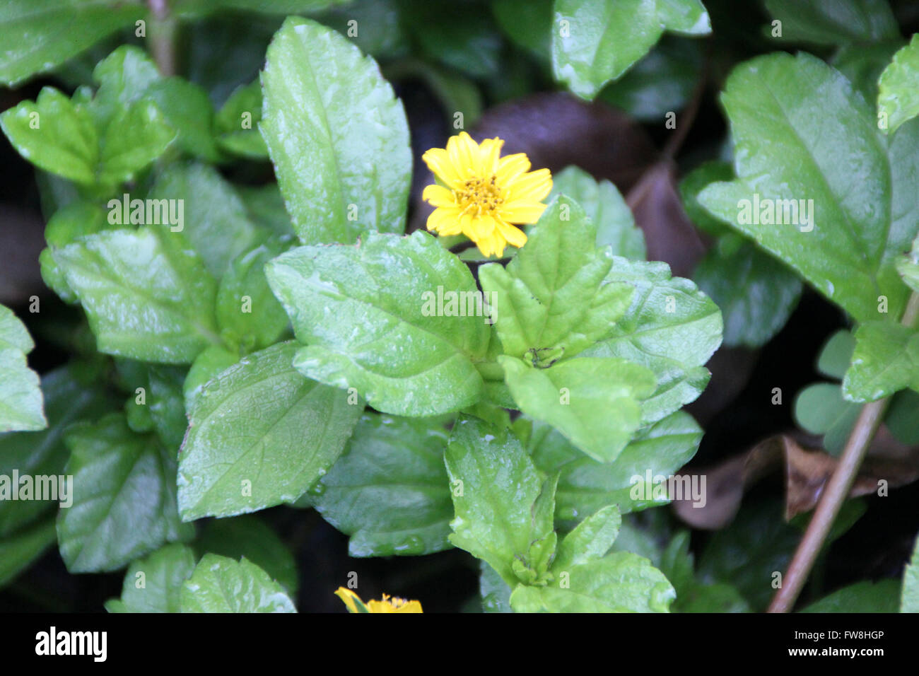 Creeping oxeye, Bay Biscayne, Sphagneticola trilobata, ground cover perennial herb with three lobed leaves, yellow flower heads Stock Photo