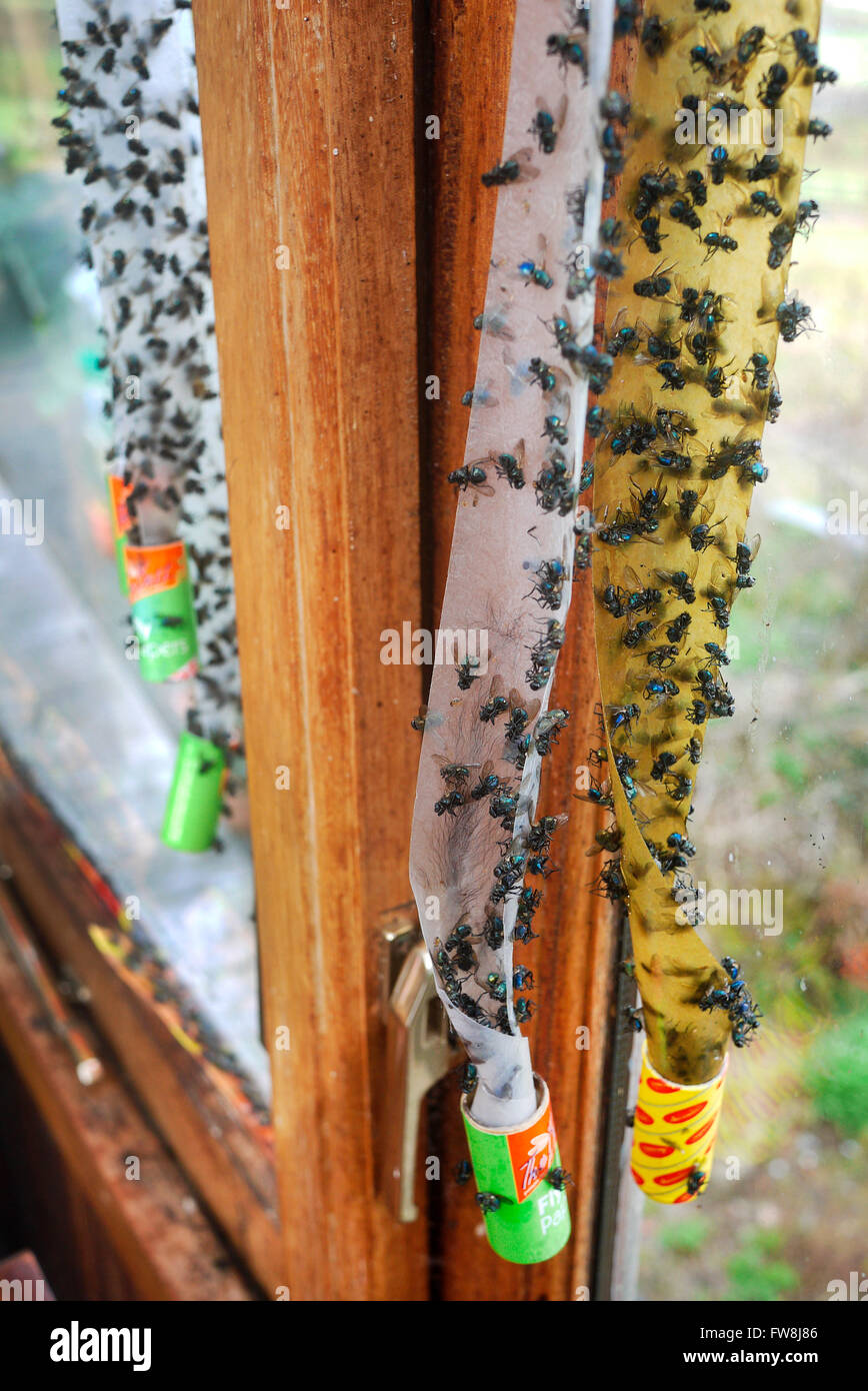 Dead flies stuck to a sticky fly paper trap Stock Photo - Alamy