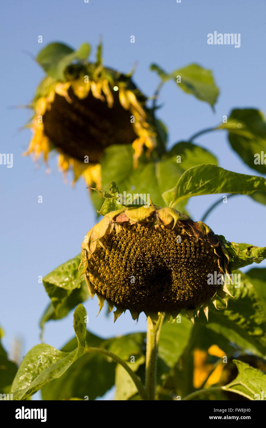 My Sunflowers Are Drooping