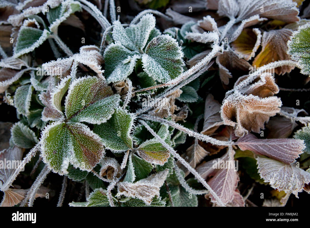 The morning sun lights up the delicate edges of frost covering