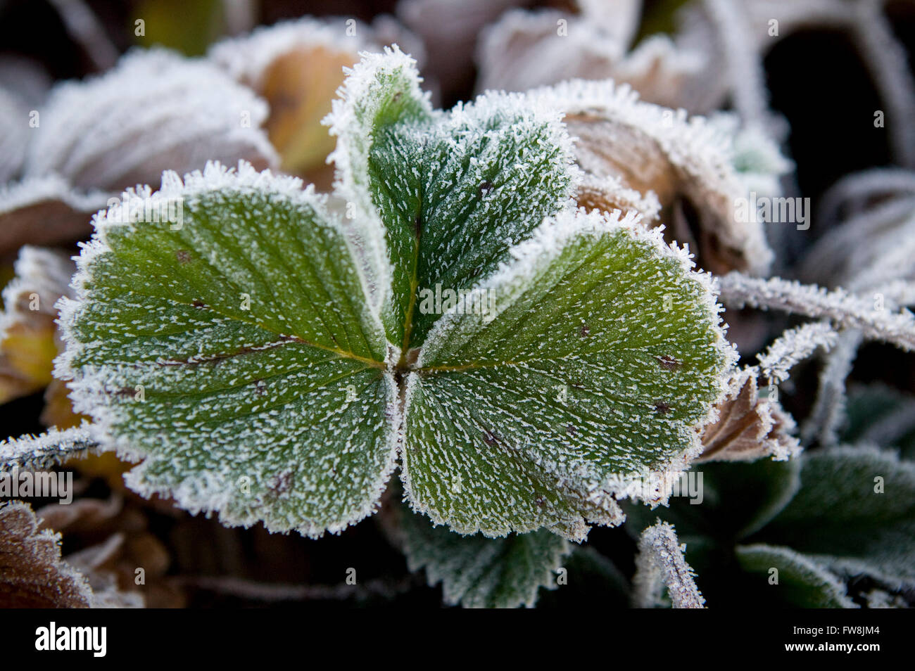 The morning sun lights up the delicate edges of frost covering